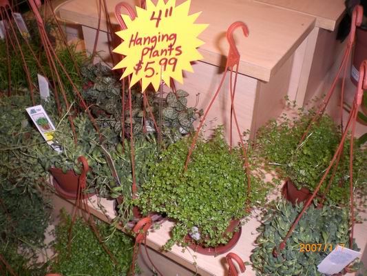 Resize of CIMG0506.JPG